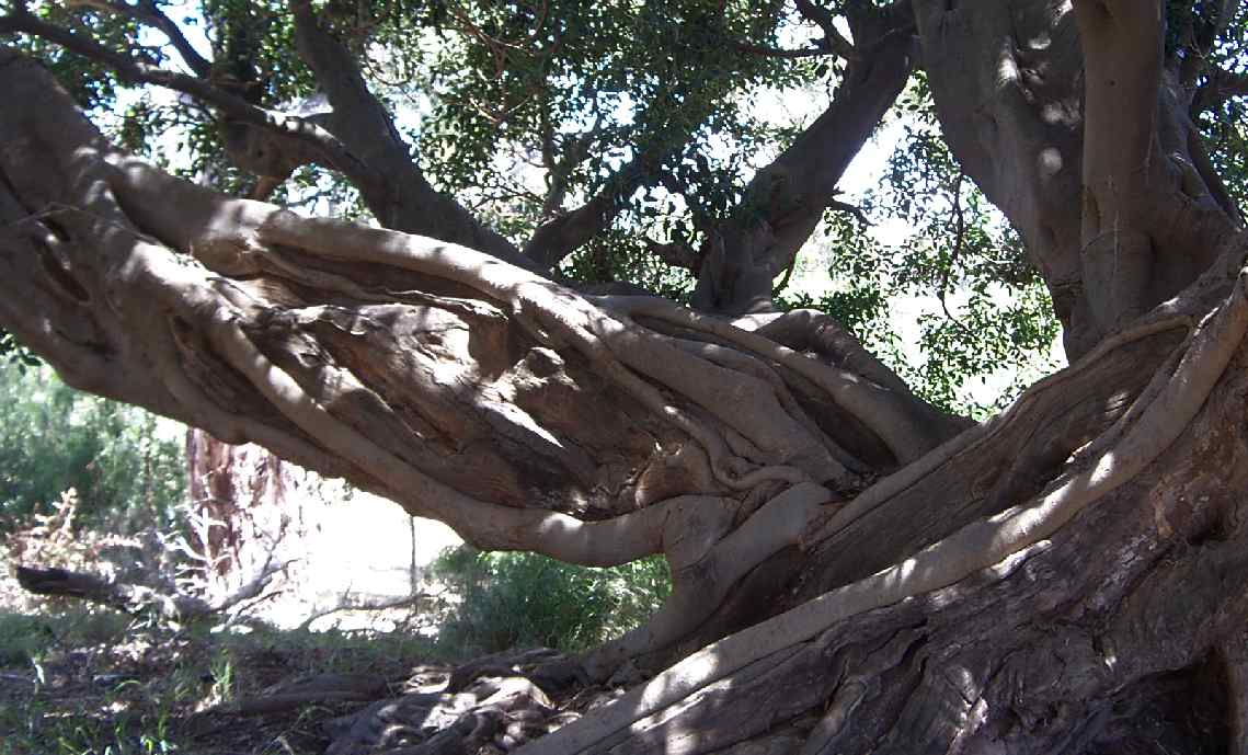 fairytree