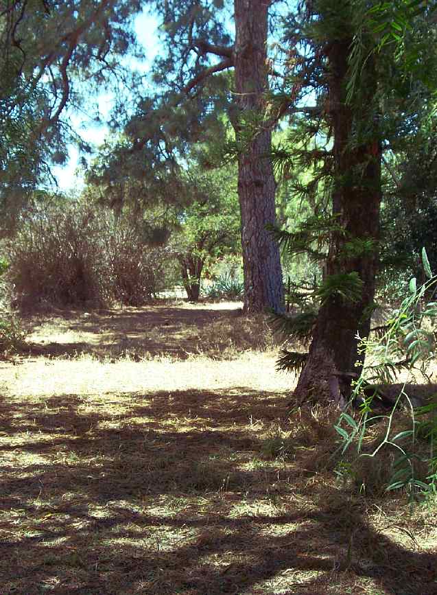 forestwalk