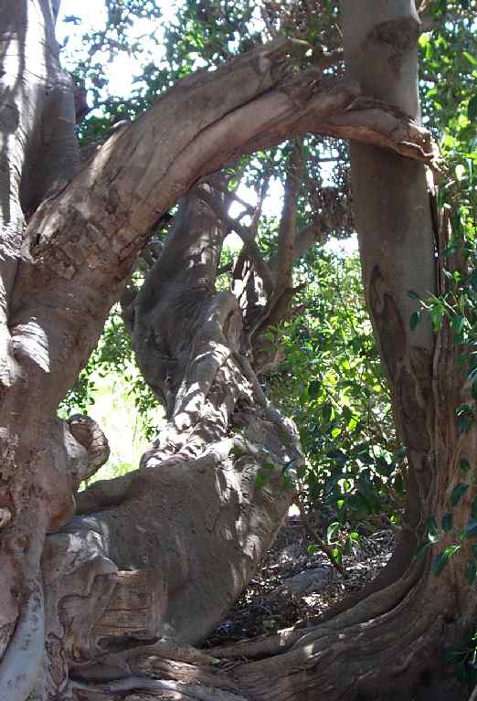 woodland arch